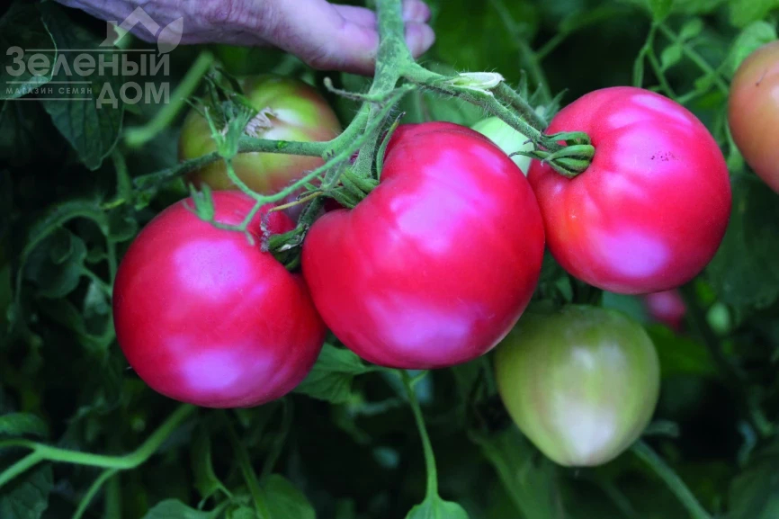 Пуркарский розовый F1 / Purkaskiy rozovyi F1, 96-98 дней фото 1