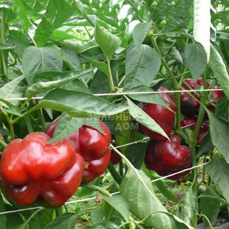 Ред Булл F1 / Red Bull F1,70 дней фото 2