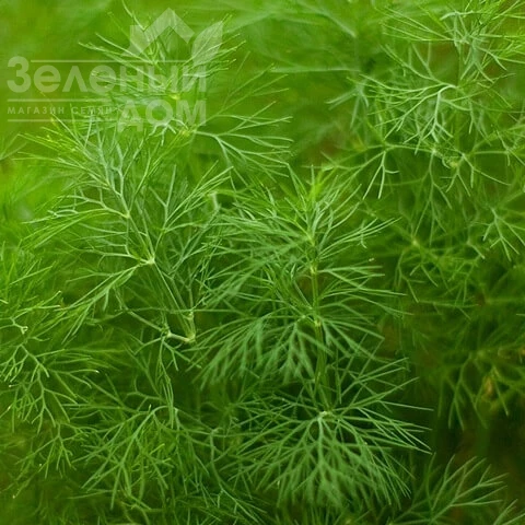 Амброзия / Ambrosia фото 1