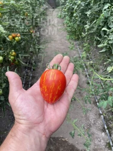 Филадельфия F1 / Philadelfia F1, 95 дней фото 4