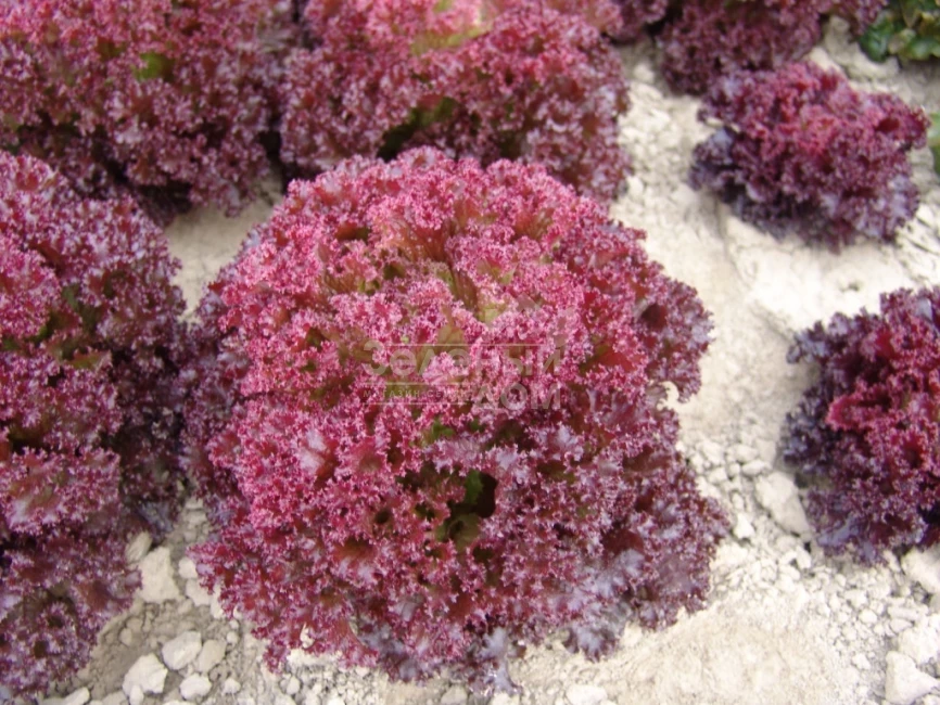 Николай / Nikolay,60-70 дней фото 1