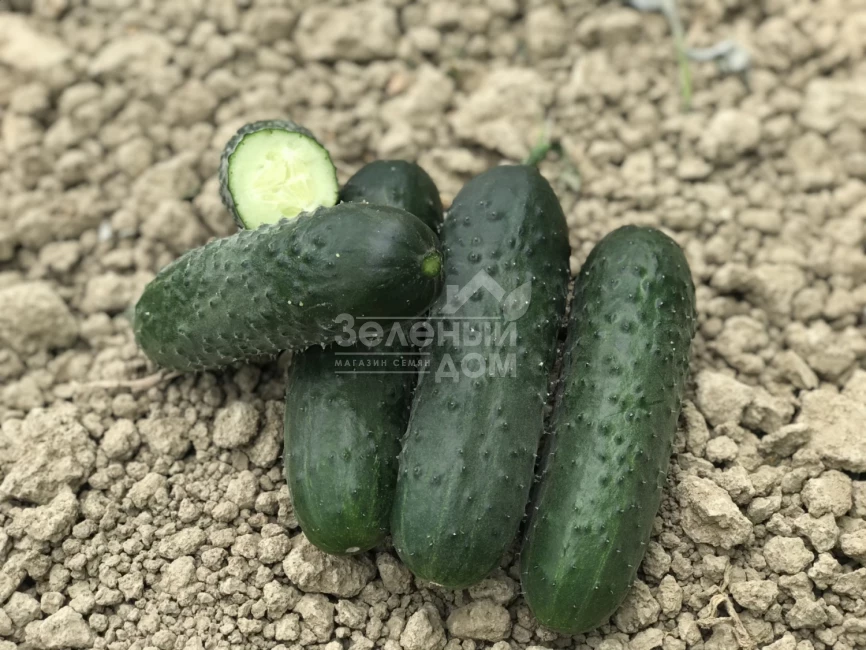 Ромоло F1 / Romolo F1 фото 1