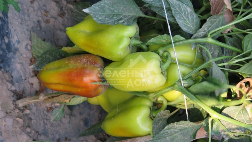 Сенатор F1 / Senator F1 фото 3