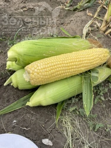 Гейзер F1 / Heyzer F1, 72 дня фото 2