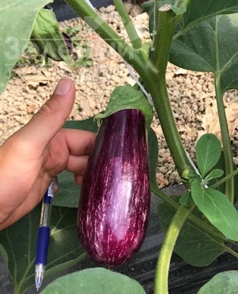 ЦРХ 50141 / CRX 50141 F1,60-65 дней фото 1