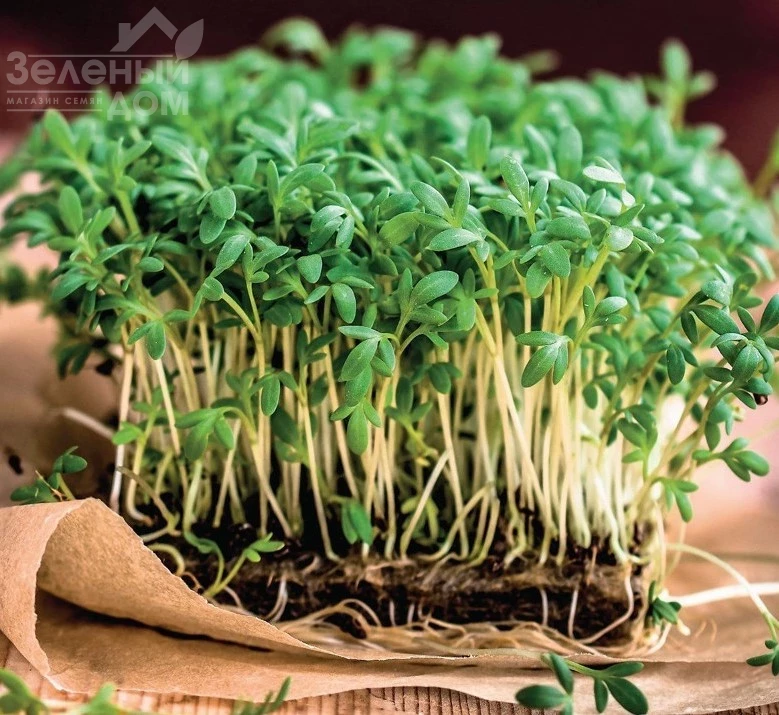 Данский / Danskyi, 14-16 дней фото 1