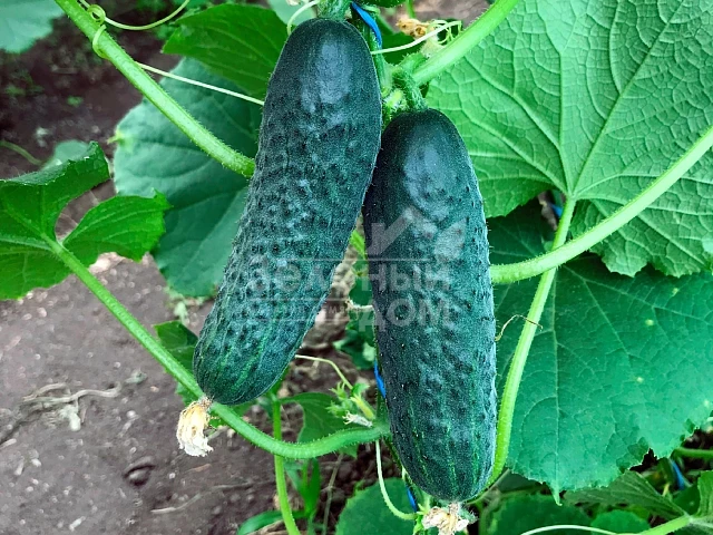 Ирленд F1 / Erlend F1 фото 2