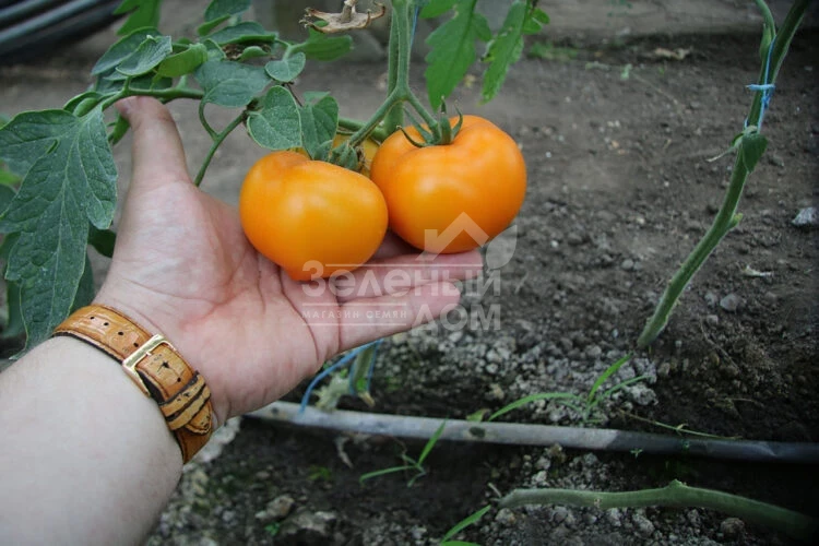 Еллоу Пешен F1 / Yellow Passion F1,100 дней фото 7