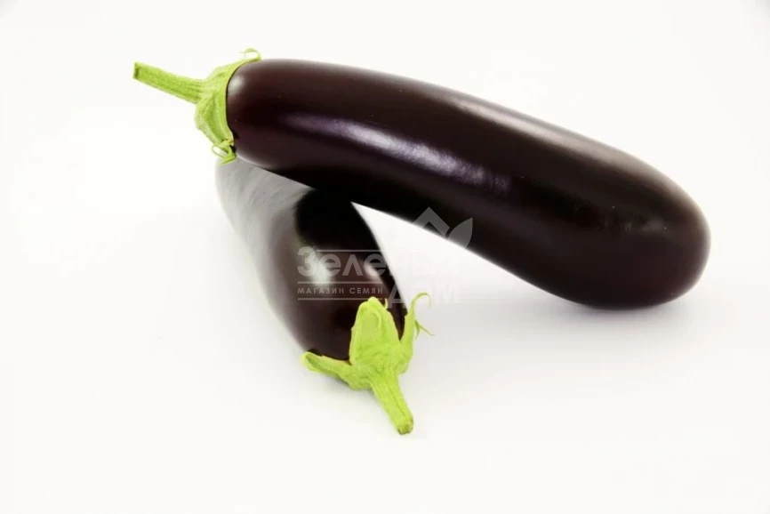 Честер F1 / Chester F1,65-75 дней фото 1