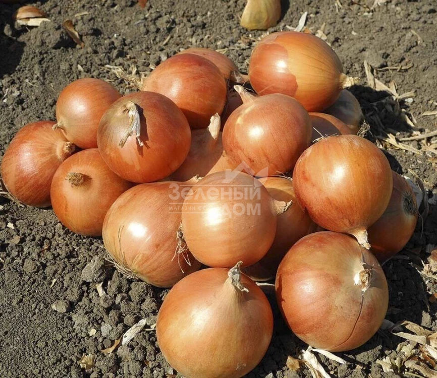 Копер Стар F1 / Copper Star F1,105-110 дней фото 1