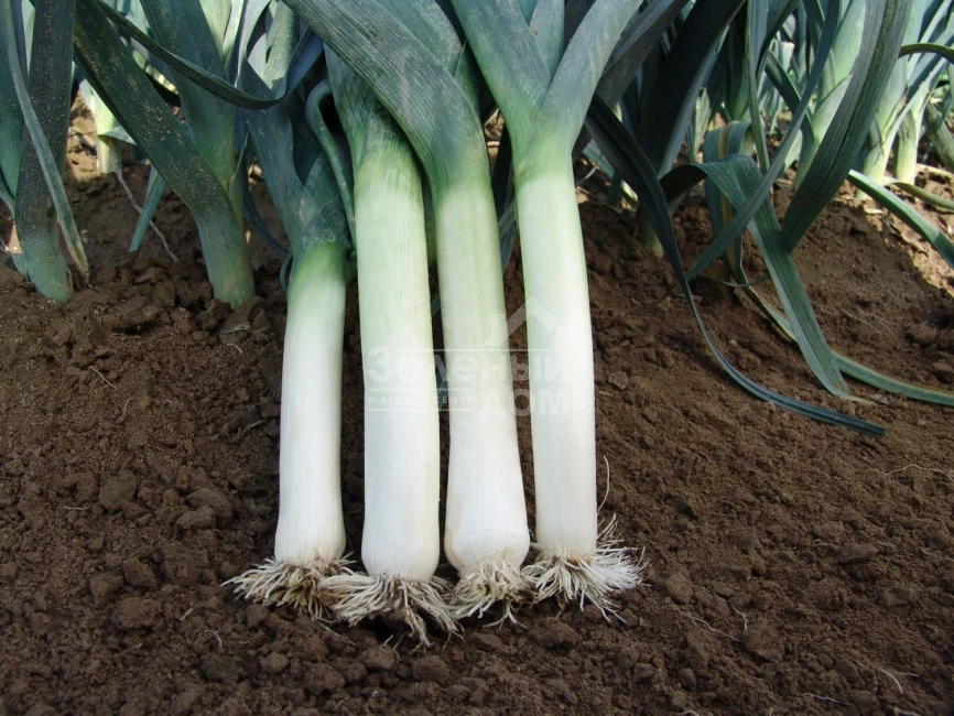 Терминалл / Terminal фото 1