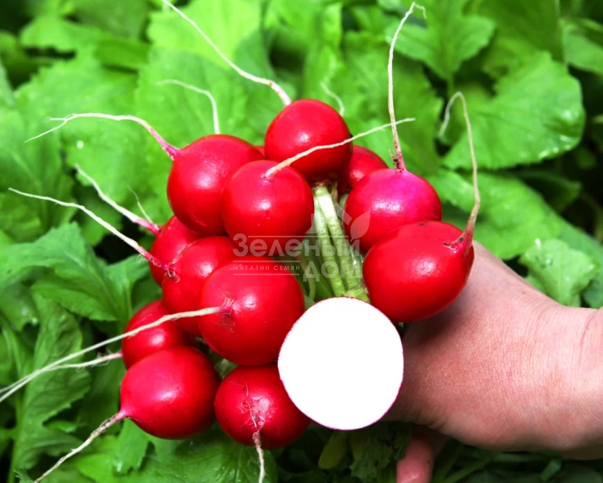 Романо F1 / Romano F1 фото 1