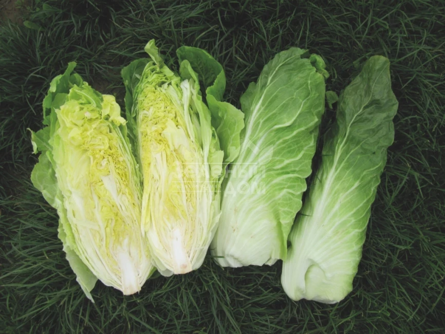 Весперо F1 / Vespero F1,80-90 дней фото 1