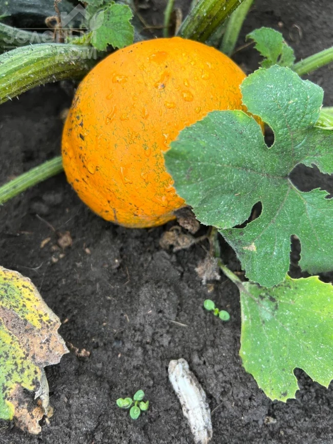 Апрентис F1 / Aprentis F1 фото 2