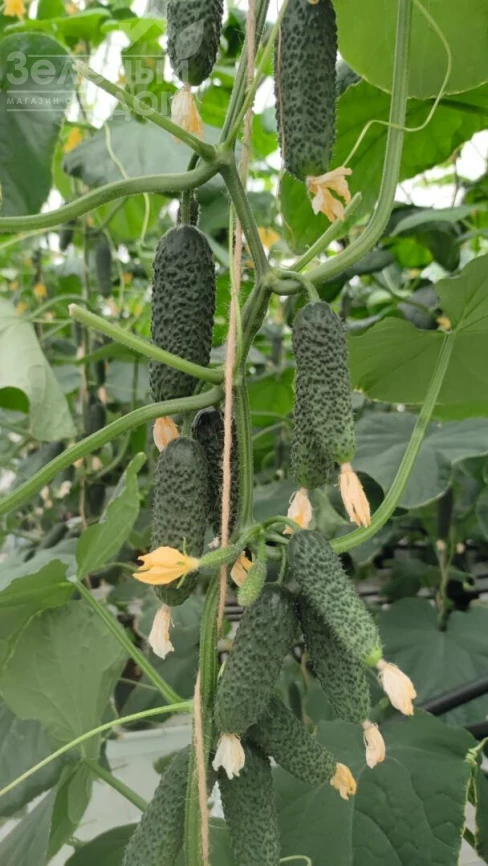 Альшани F1 / Alshany F1, 40-45 дней фото 1