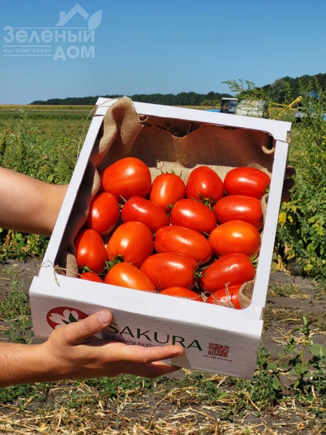 Буэна Виста F1 / Buena Vista F1 фото 2