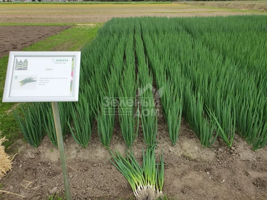 Йода F1 / Yoda F1 фото 1