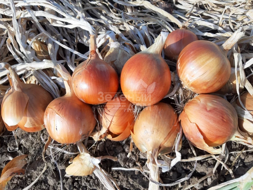 Отаман F1 / Otaman F1, 105-110 дней фото 1