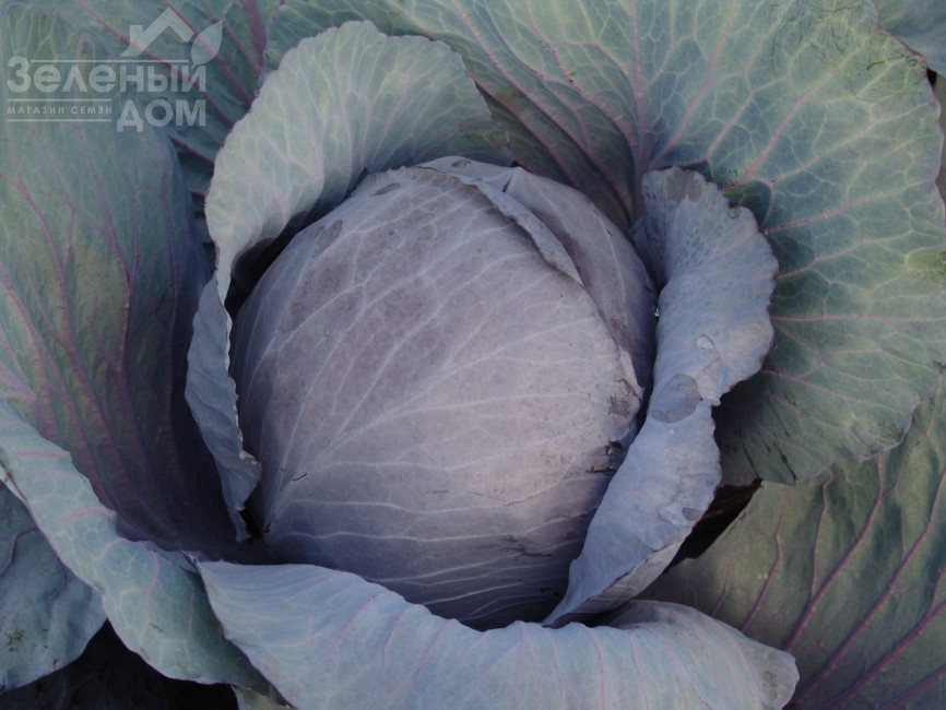 Поурова-червона / Pourova-red фото 1