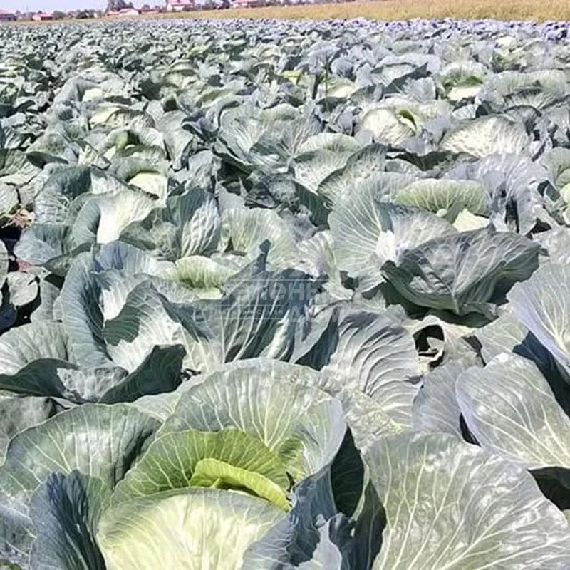 Сармелло F1 / Sarmello F1,90-95 дней фото 3