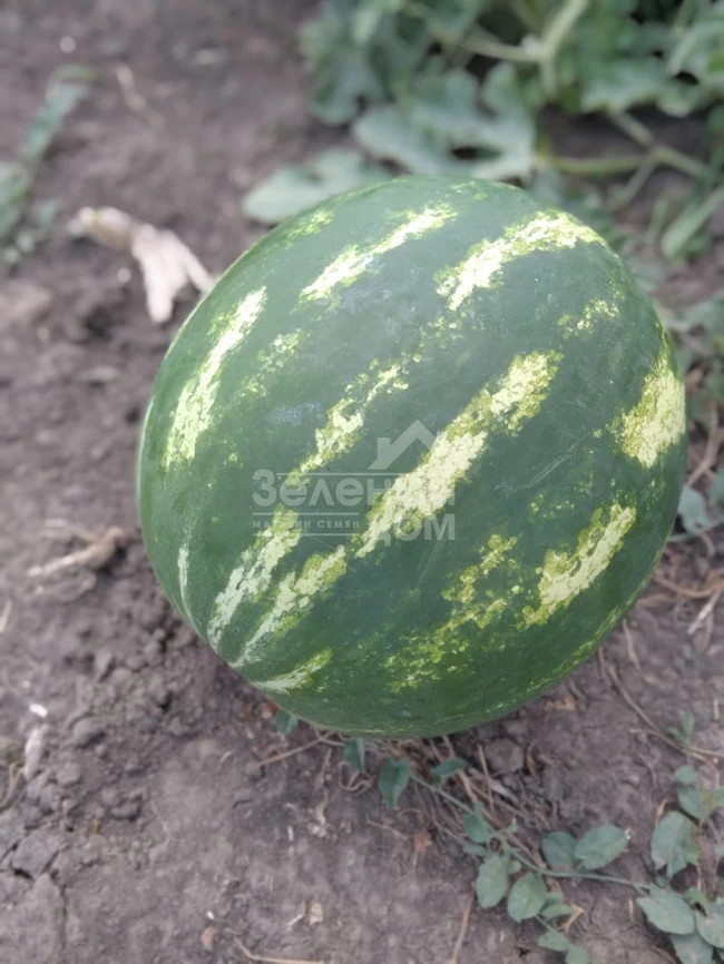 Авалон F1 / Avalon F1,62-65 дней фото 2