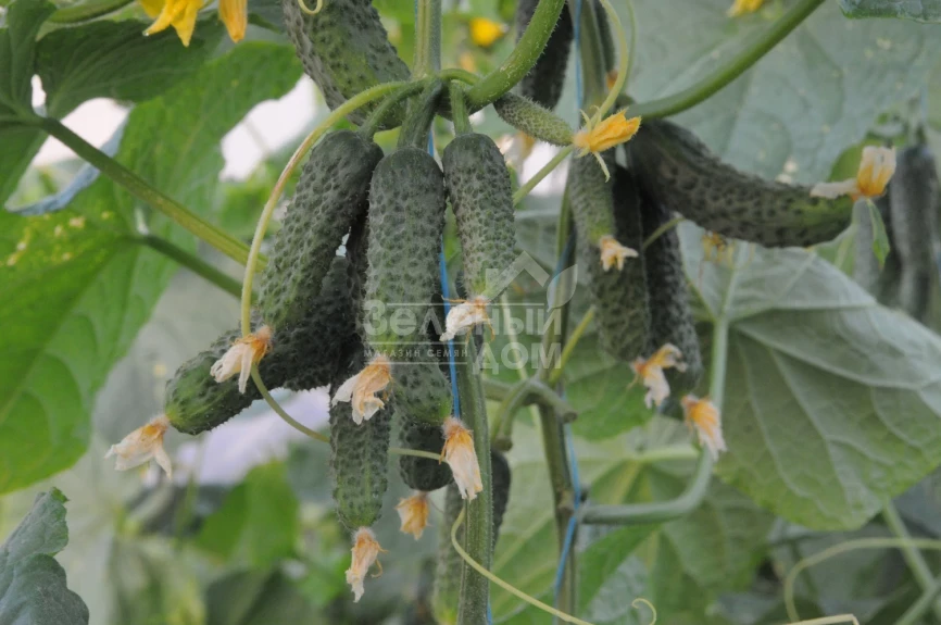 Бафра F1 (ЕЗ 18/01) / Bafra F1 (EZ 18/01), 33-38 дней фото 1