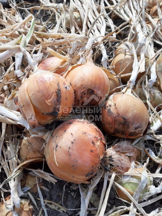 Джела F1 / Dzhela F1, 100-110 дней фото 4