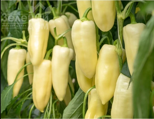 Бравия F1 / Bravia F1 фото 1