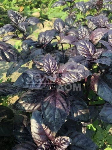 Виолет Кинг / Violet King фото 3