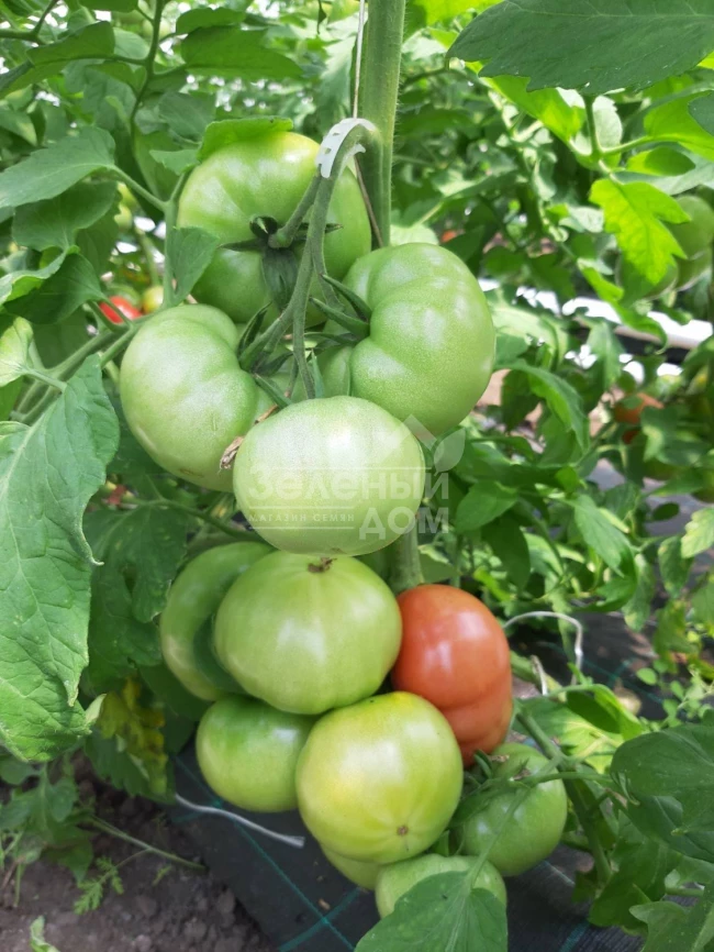 Сим-Сим (ЕЗ 777) F1 / Sim-Sim (EZ 777) F1, 60-65 дней фото 3