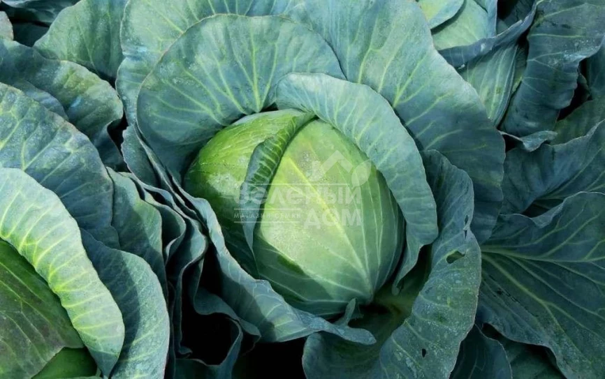 Тайсон F1 / Tayson F1, 105-110 дней фото 1