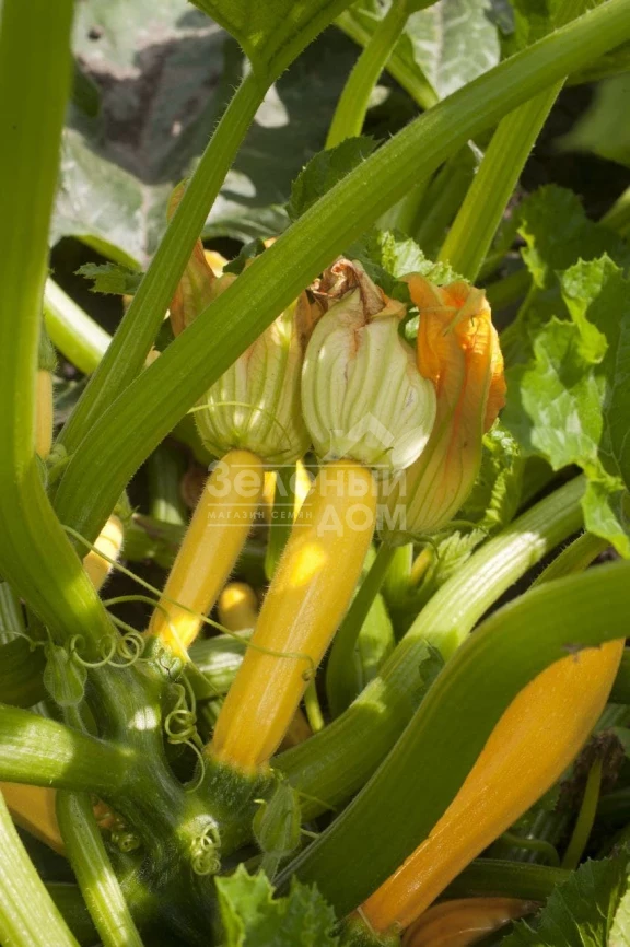 Лемона F1 / Lemona F1, 38-40 дней фото 6