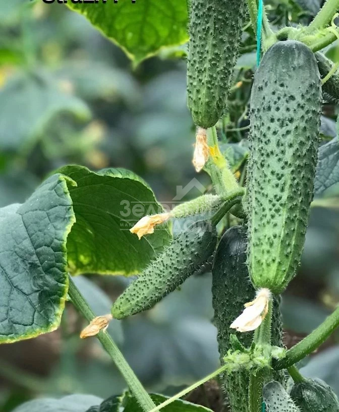 Страж(314) F1 / Strazh(314) F1,32-35 дней фото 1