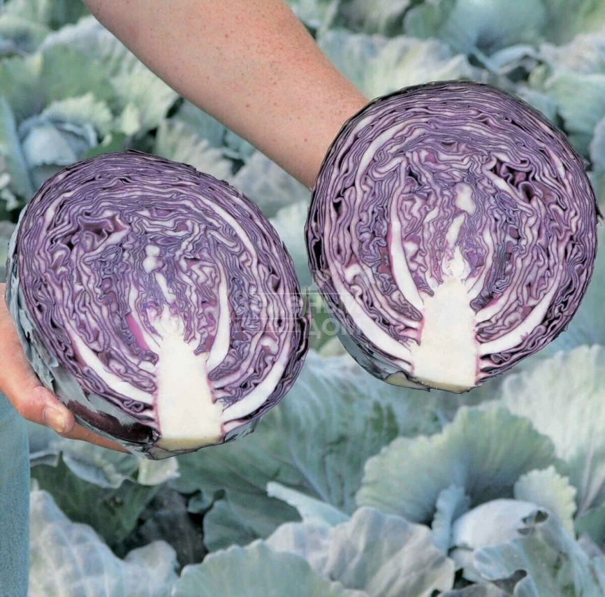 Редма F1 / Redma F1,80 дней фото 4