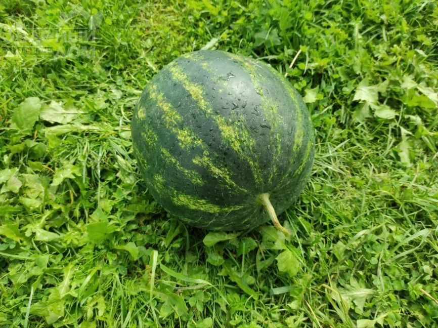 Зоря F1 / Zorya F1 фото 4