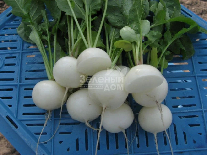 Вайтелла F1 / Vajtella F1 фото 2