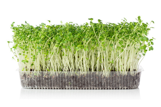 Мікрогрін Мізуна зелена / Microgreen Mizuna green фото 1