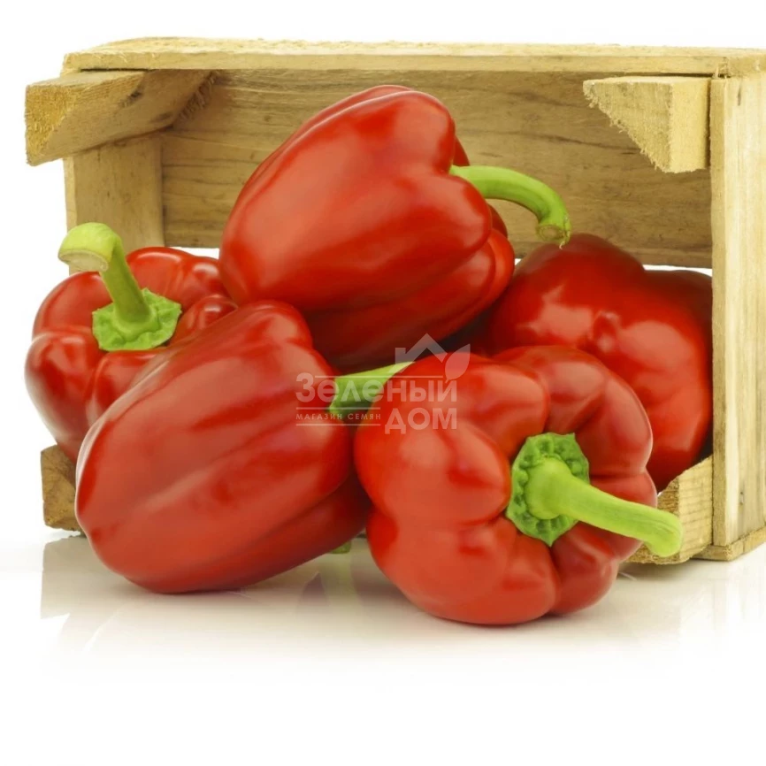 Синдерелла F1 / Cinderella F1,115-120 дней фото 1