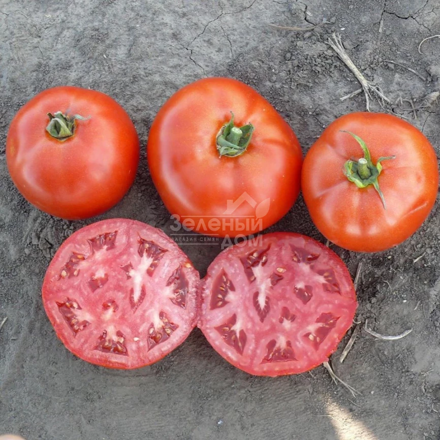 1504 F1 / 1504 F1,110 дней фото 1