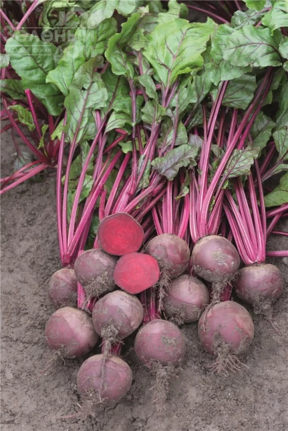 Бреско F1/ Bresco F1, 108 дней фото 1