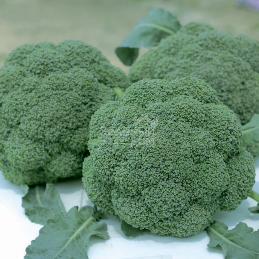 Баро Стар F1 / Baro Star F1,65-70 дней фото 1