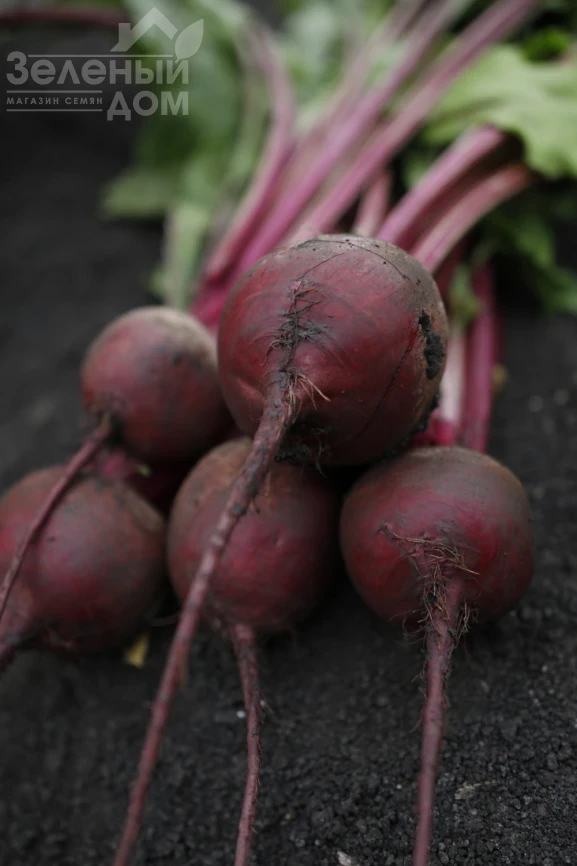 Аурора F1 / Aurora F1  фото 1