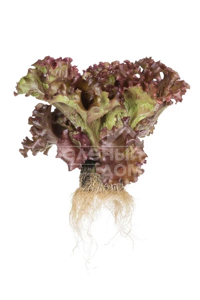 Орбитал / Orbital фото 2