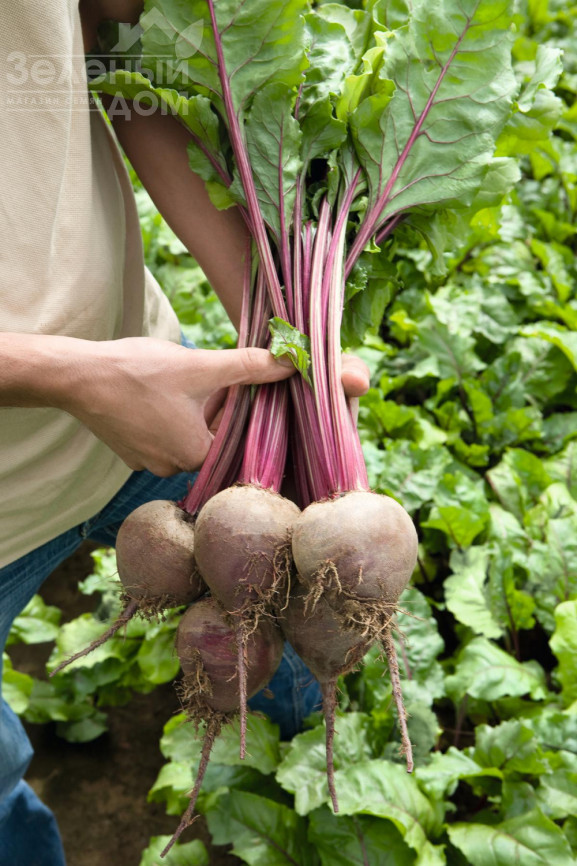 Ронда F1 / Rhonda F1,118-119 днів фото 2