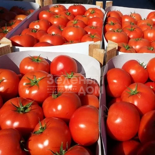 Матиас F1 / Matias F1,100-115 дней фото 1