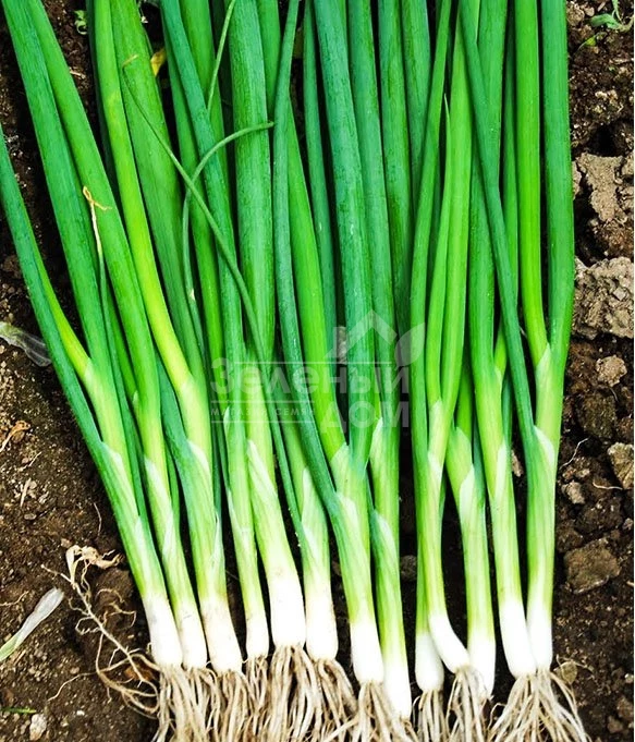 Грин Баннер F1 / Green Banner F1,40 дней фото 2