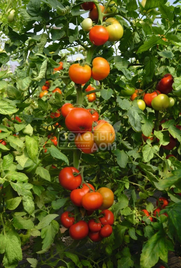 Тобольск F1 / Tobolsk F1,70-75 дней фото 1