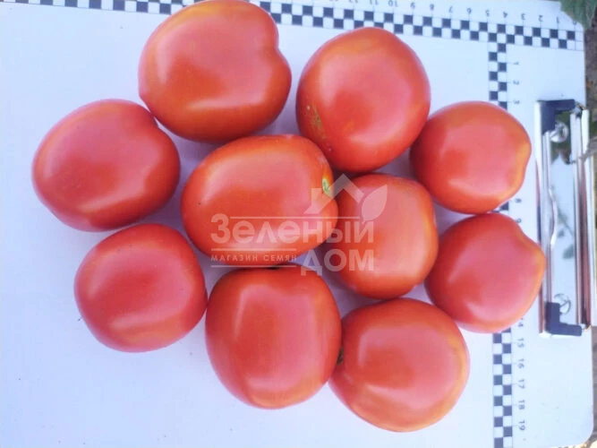 9960 F1 / 9960 F1, 110 дней фото 1