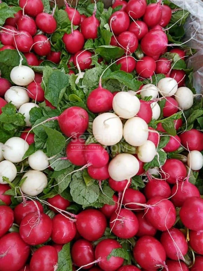 Вайтелла F1 / Vajtella F1 фото 5