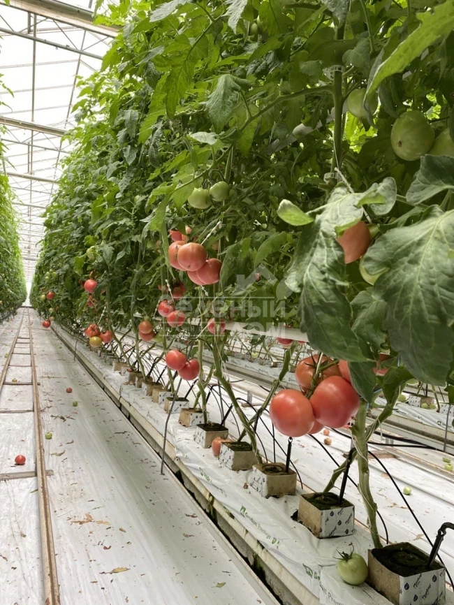 Мануса F1 / Manusa F1,105-115 дней фото 5